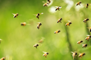 A swarm of bees in the sunshine