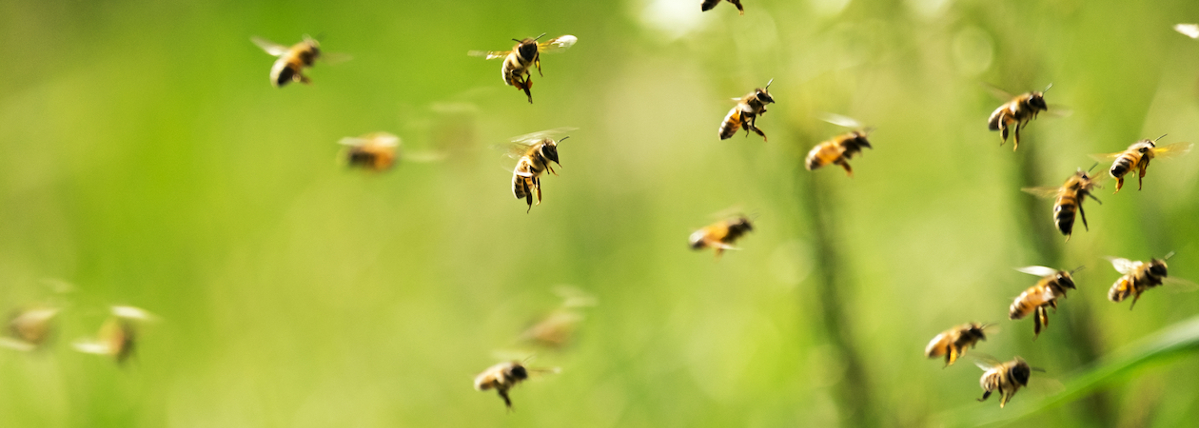 Bees and planet before sugar and obesity, say campaigners