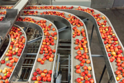 Apples on a production line
