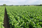 A field of sugar beet