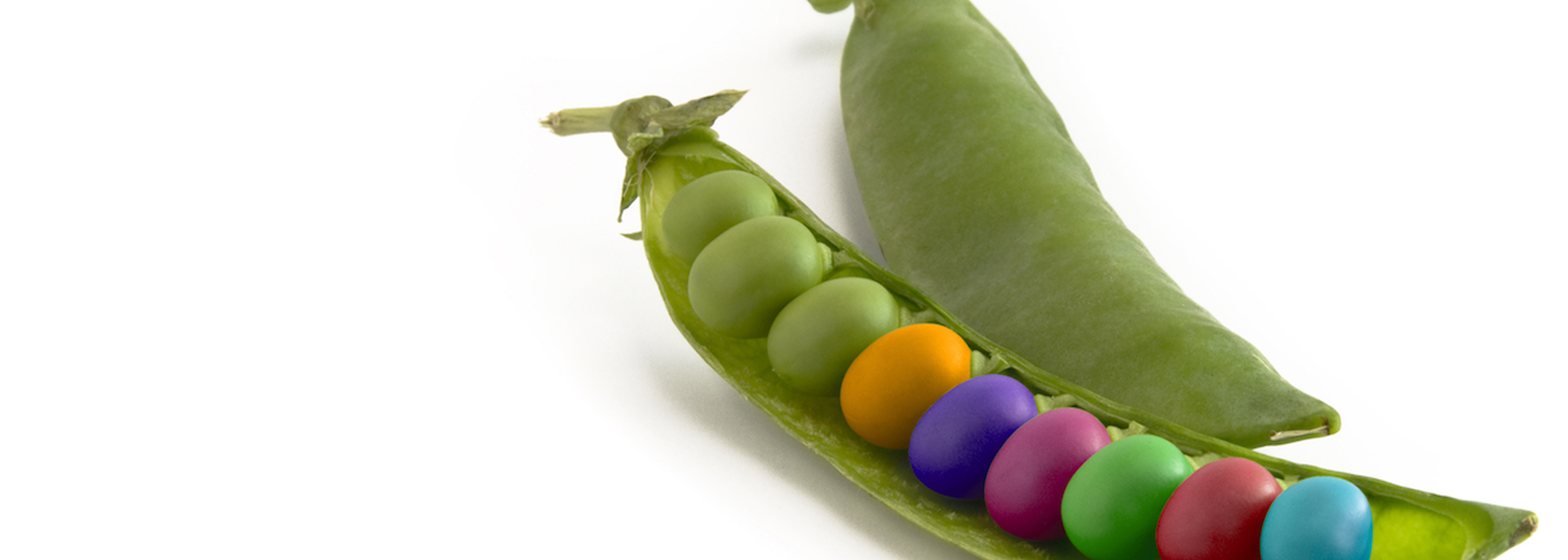 Discourse around GM foods ‘has been complicated by politics’