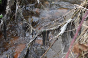 Rubbish sticks to branches above a polluted river. Credit: The Rivers Trust