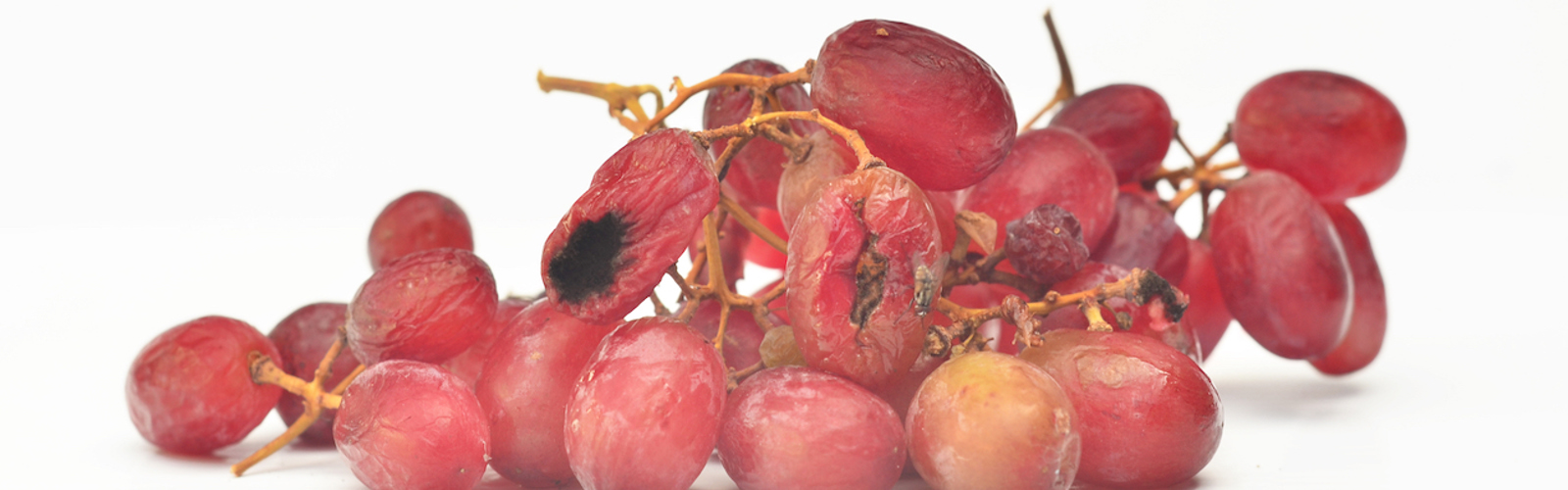 A bunch of grapes, some mouldy, on white background