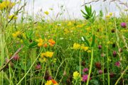 Close-up of wildflowers in a meadow. Credit: Leanna Dixon