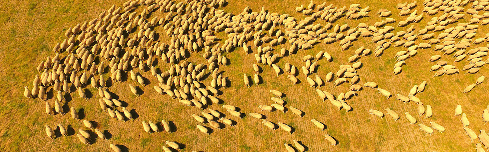 Aerial view of a herd of sheep in the Australian outback