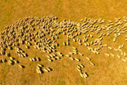 Aerial view of a herd of sheep in the Australian outback