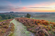 Sunrise over Rockford Common in the New Forest National Park in Hampshire, England