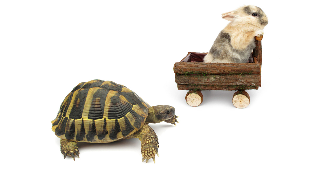 A tortoise and a hare