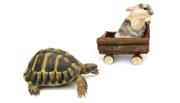 A tortoise and a hare 