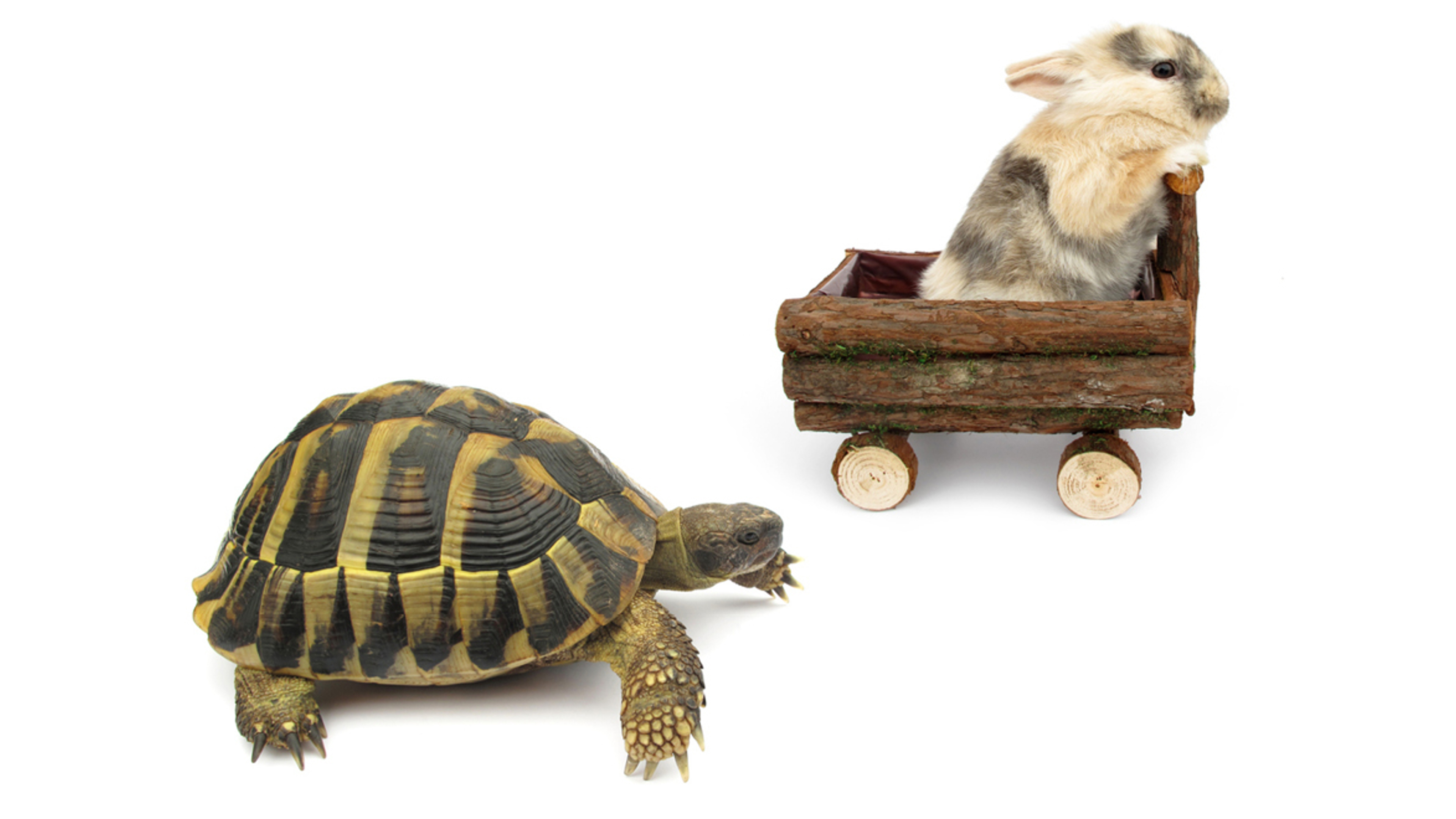 Hares and tortoises