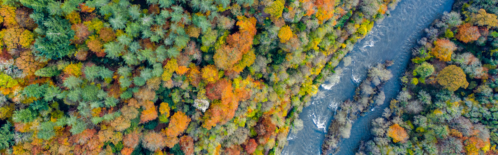 Aerial view of the autumn leaves and colours at River Wye, Symonds Yat, Herefordshire, Midlands, England, UK