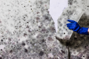 Hand in blue glove tears off wallpaper damaged by fungus
