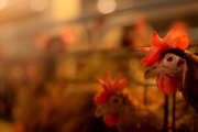 Chicken farm