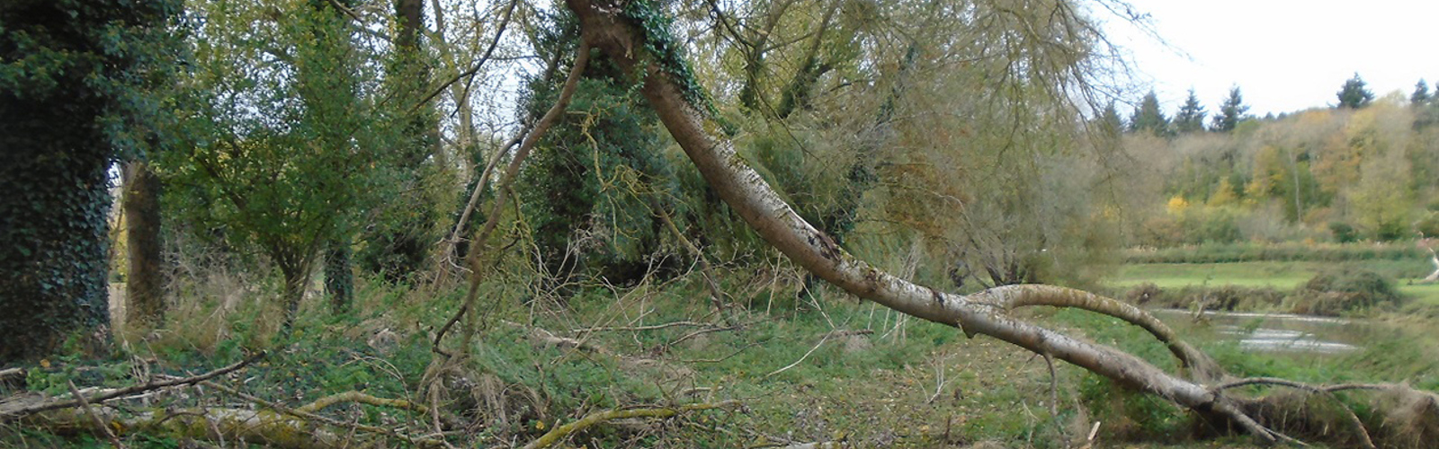 Fallen tree branch which caused injury