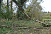 Fallen tree branch which caused injury