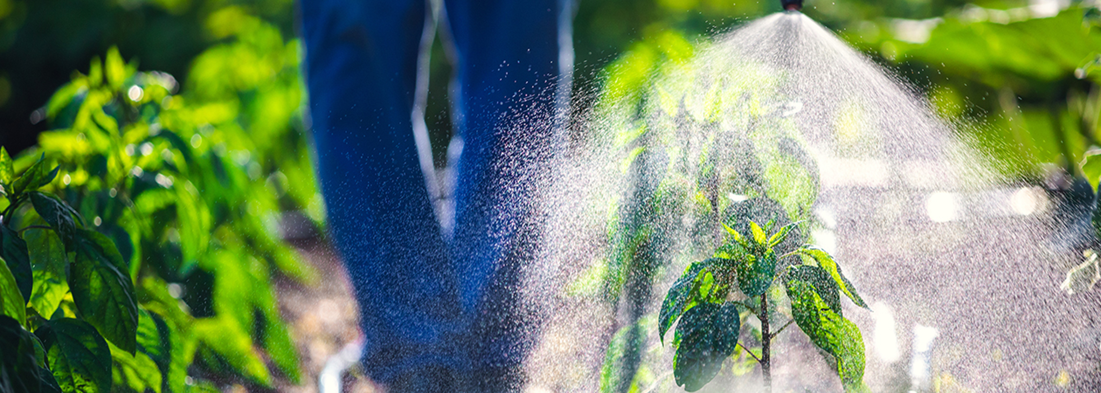 ‘Cocktail effect’ of pesticides in food creates threat to public health