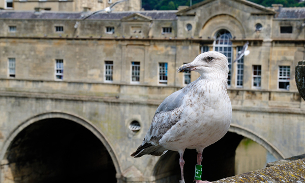 'Non-lethal’ gull deterrent is not enough, say Bath politicians