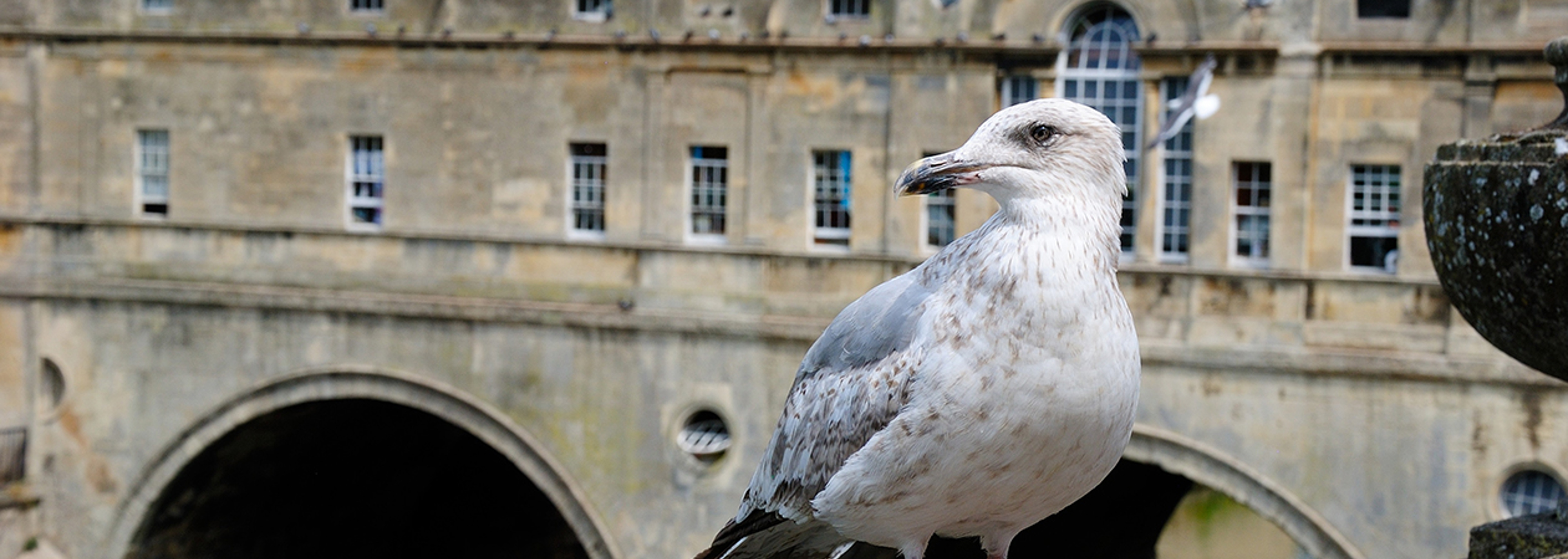 'Non-lethal’ gull deterrent is not enough, say Bath politicians