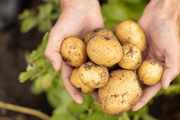 A handful of potatoes