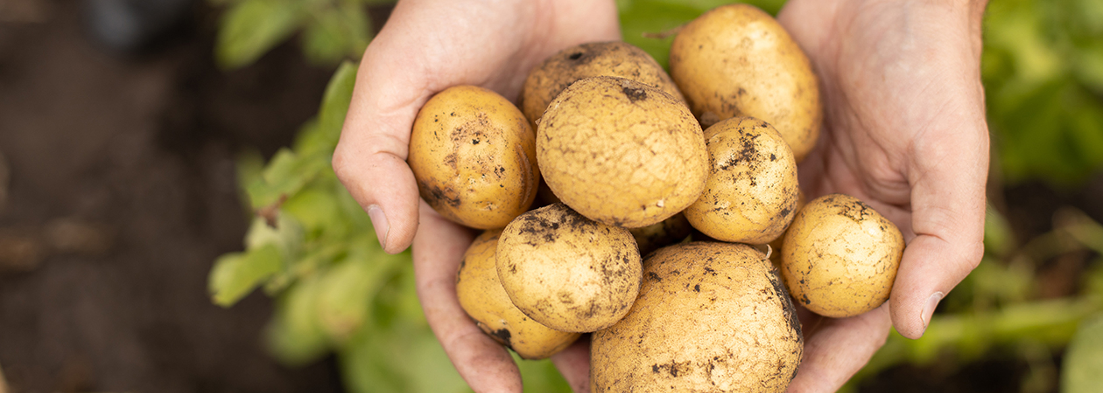 Sustain campaigns for end to food standards ‘loophole’