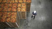Person in a warehouse inspecting boxes of fruit
