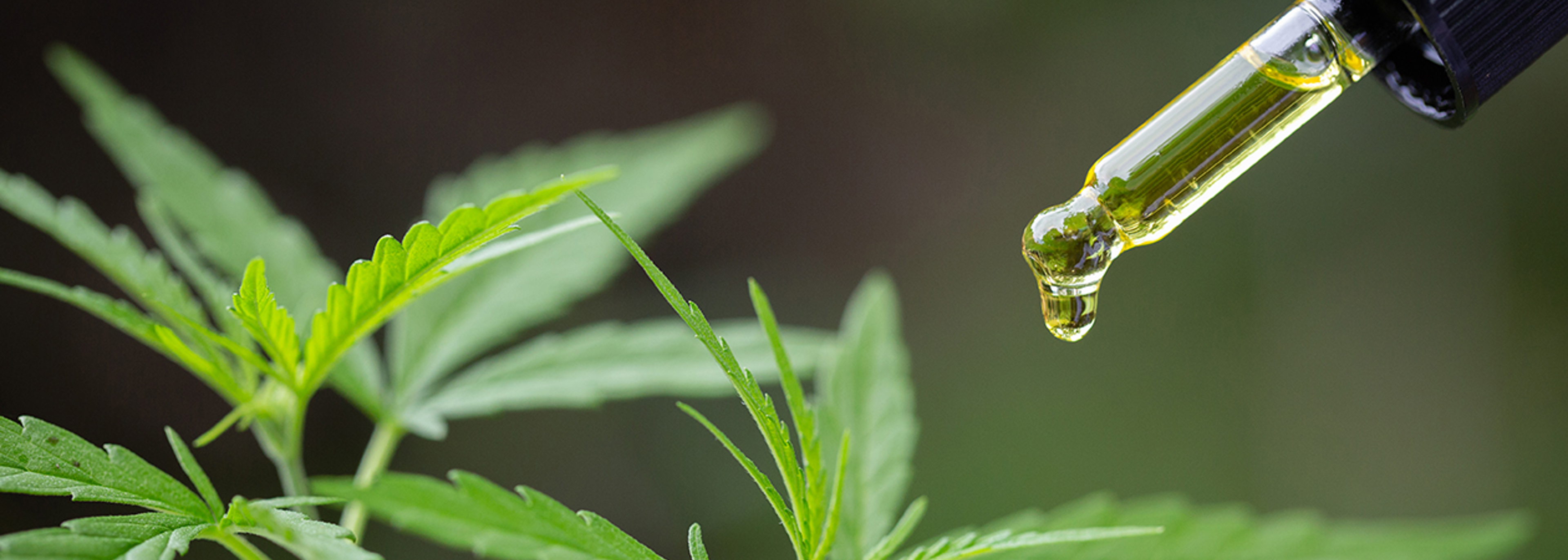 FSA’s cannabidiol update highlights ‘grey area’