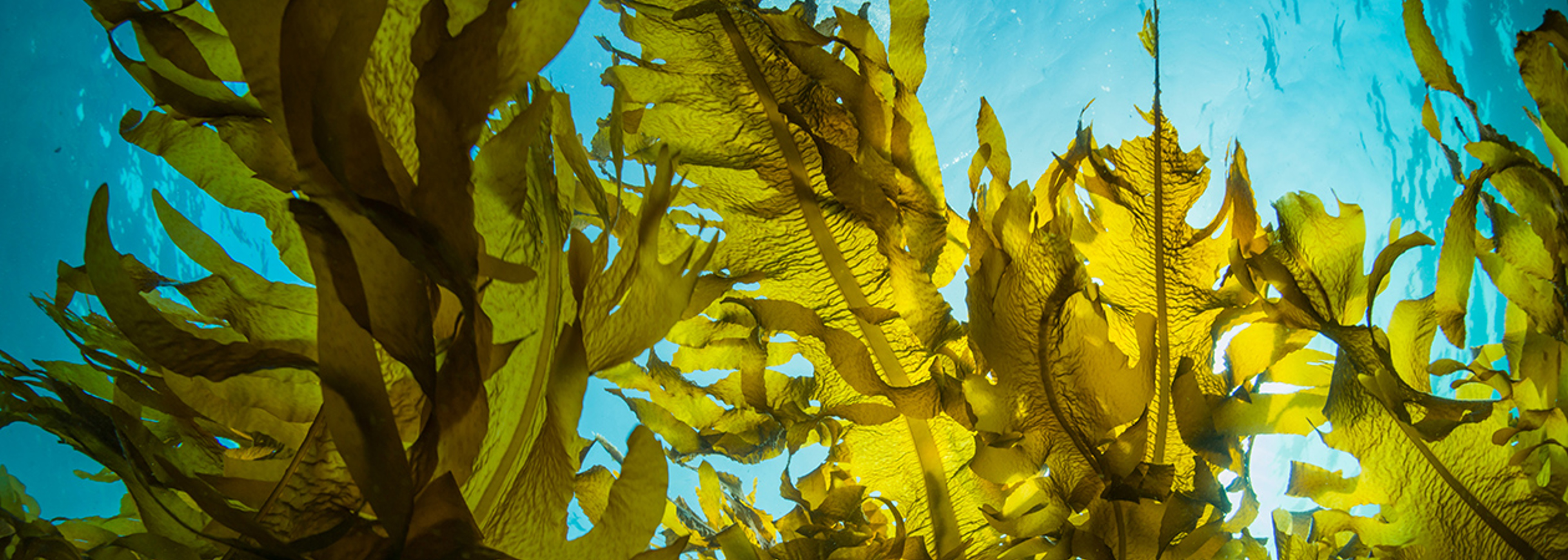 Seaweed’s vital role in fighting climate change