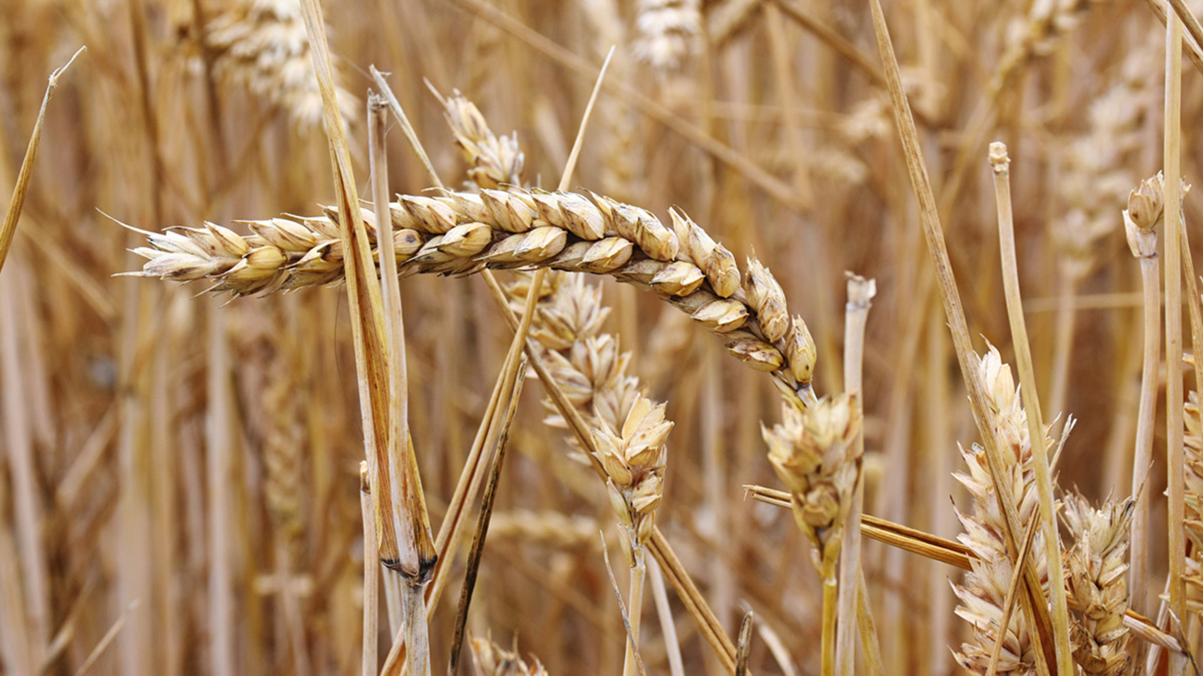 Governments split over gene-edited food
