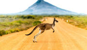 Kangaroo skipping in the outback