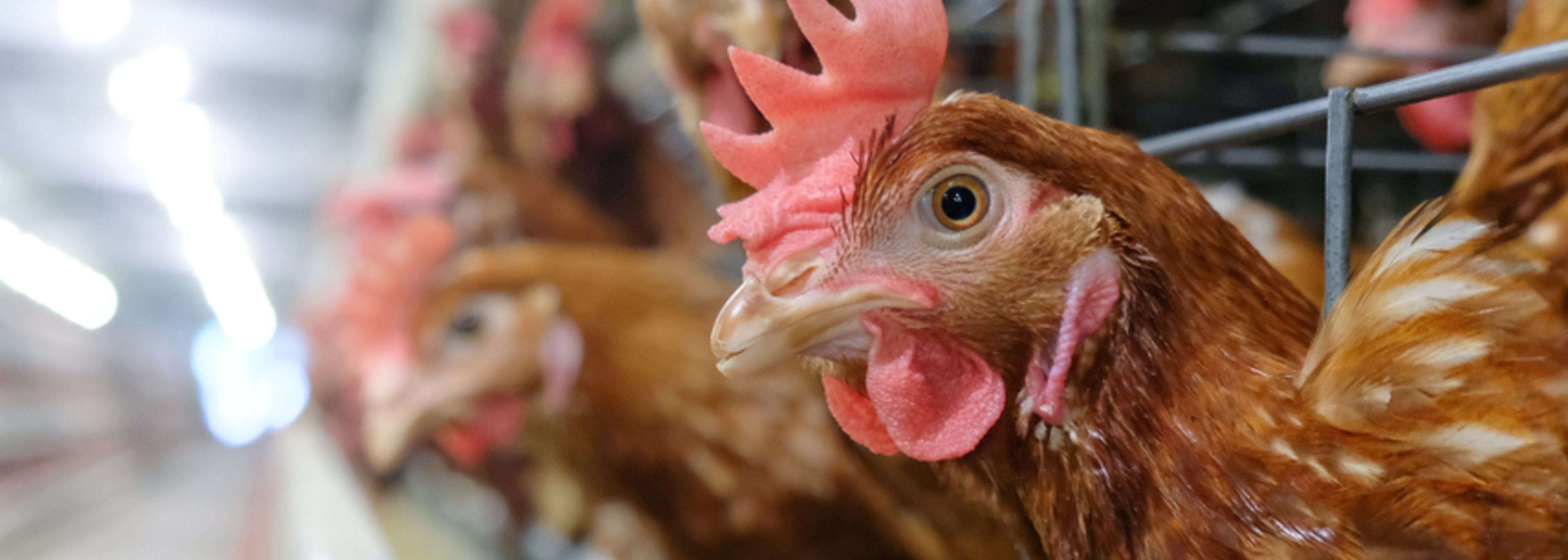 Avian Influenza Prevention Zone (AIPZ) in force across UK