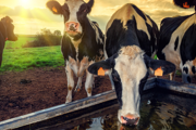 Cows drinking from trough