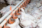 Hens in feeding cage