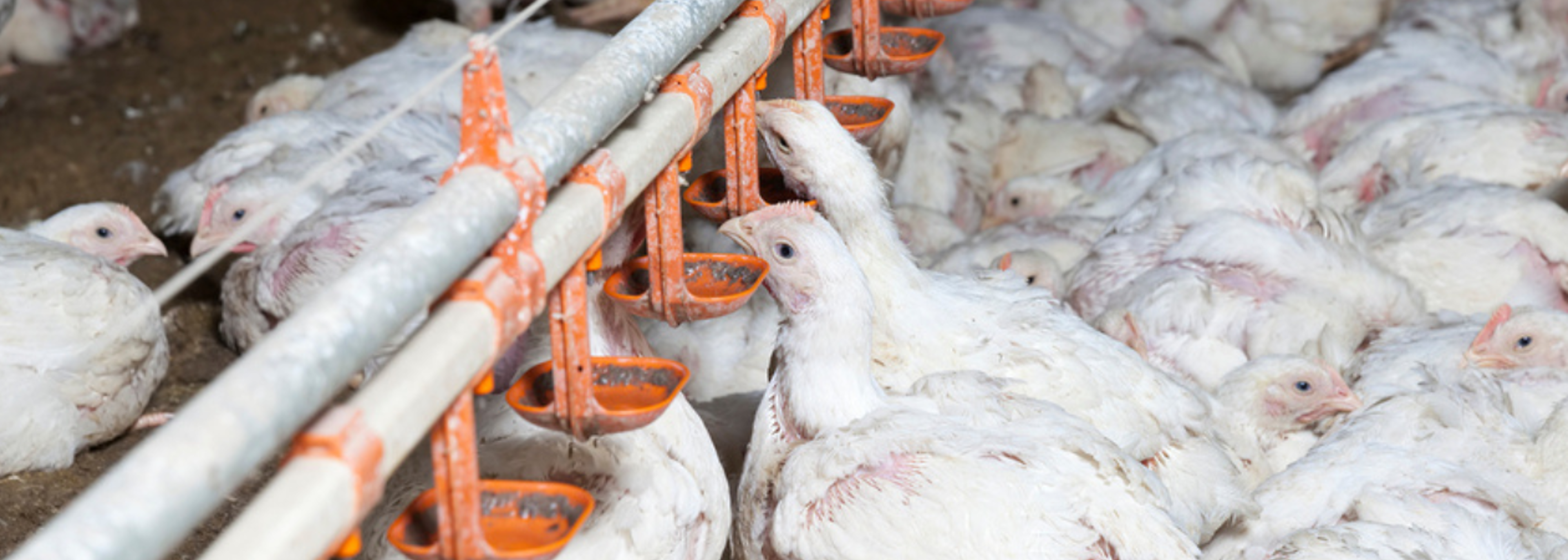 Gene-edited hens may end cull of billions of male chicks