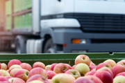 Fruit and food distribution lorry 