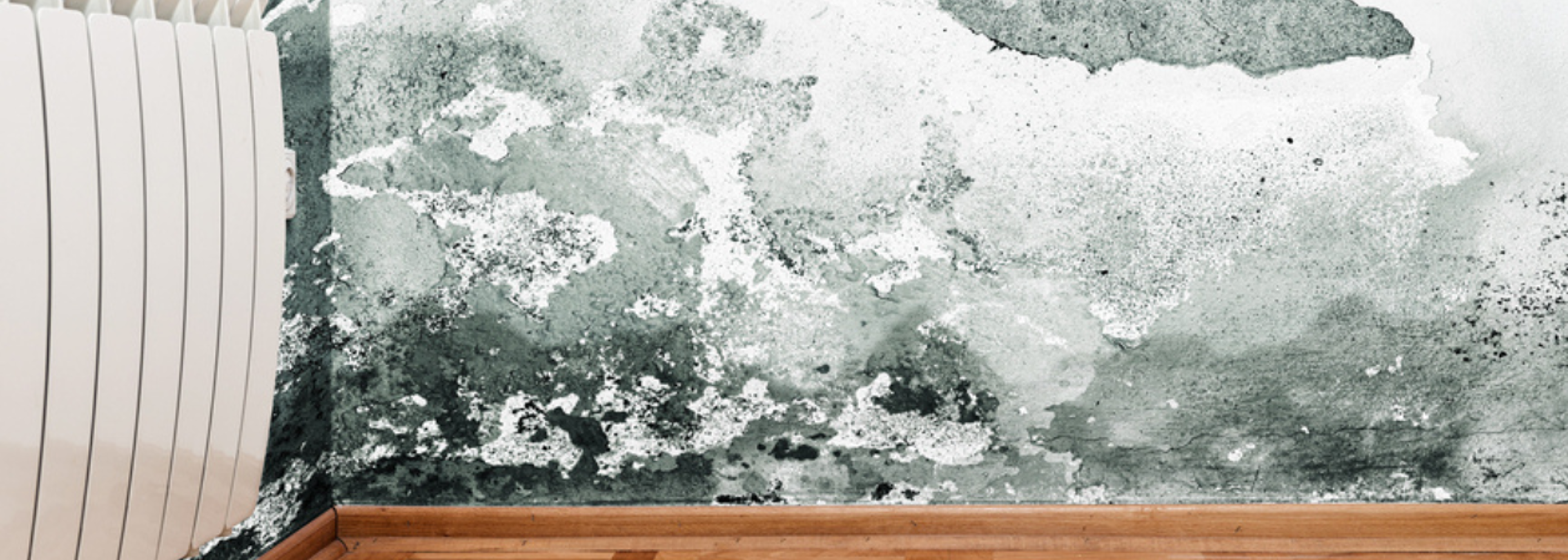 Over 1,100 private rentals have dangerous levels of damp and mould