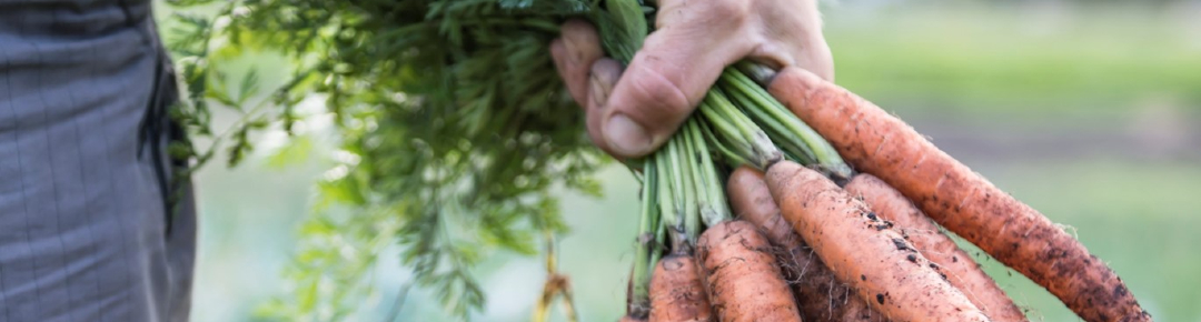 Hand holding a bunch of carrots