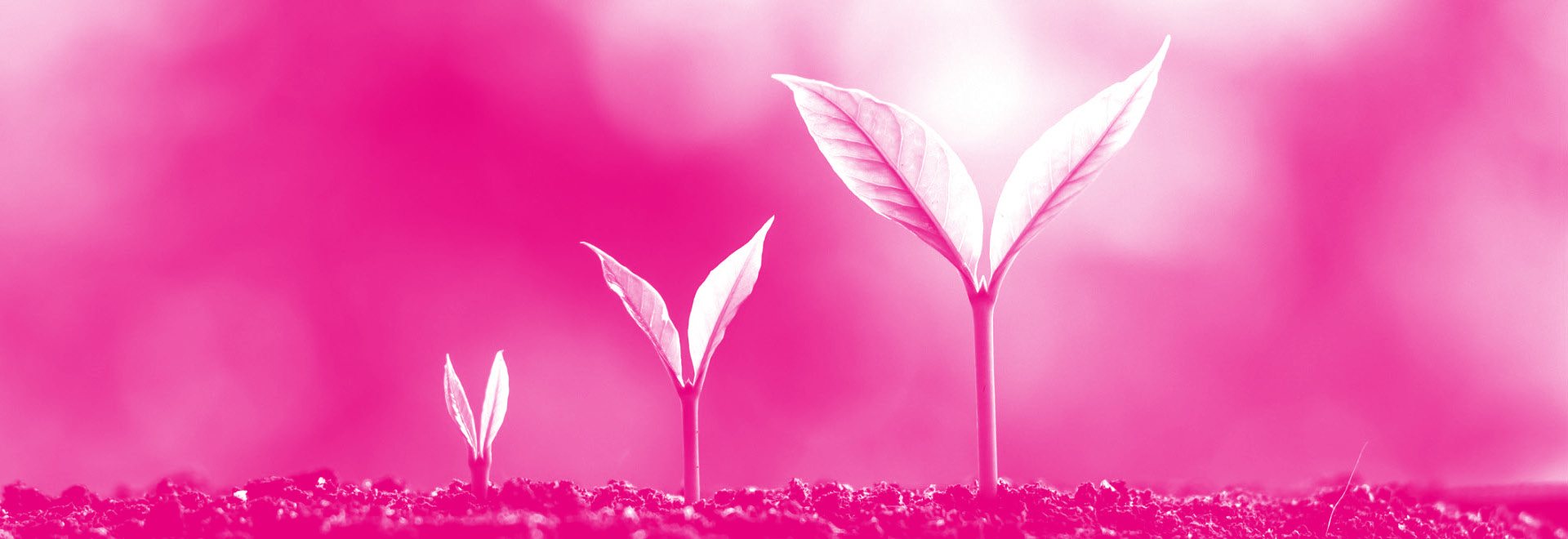 Three plants in different stages of growth