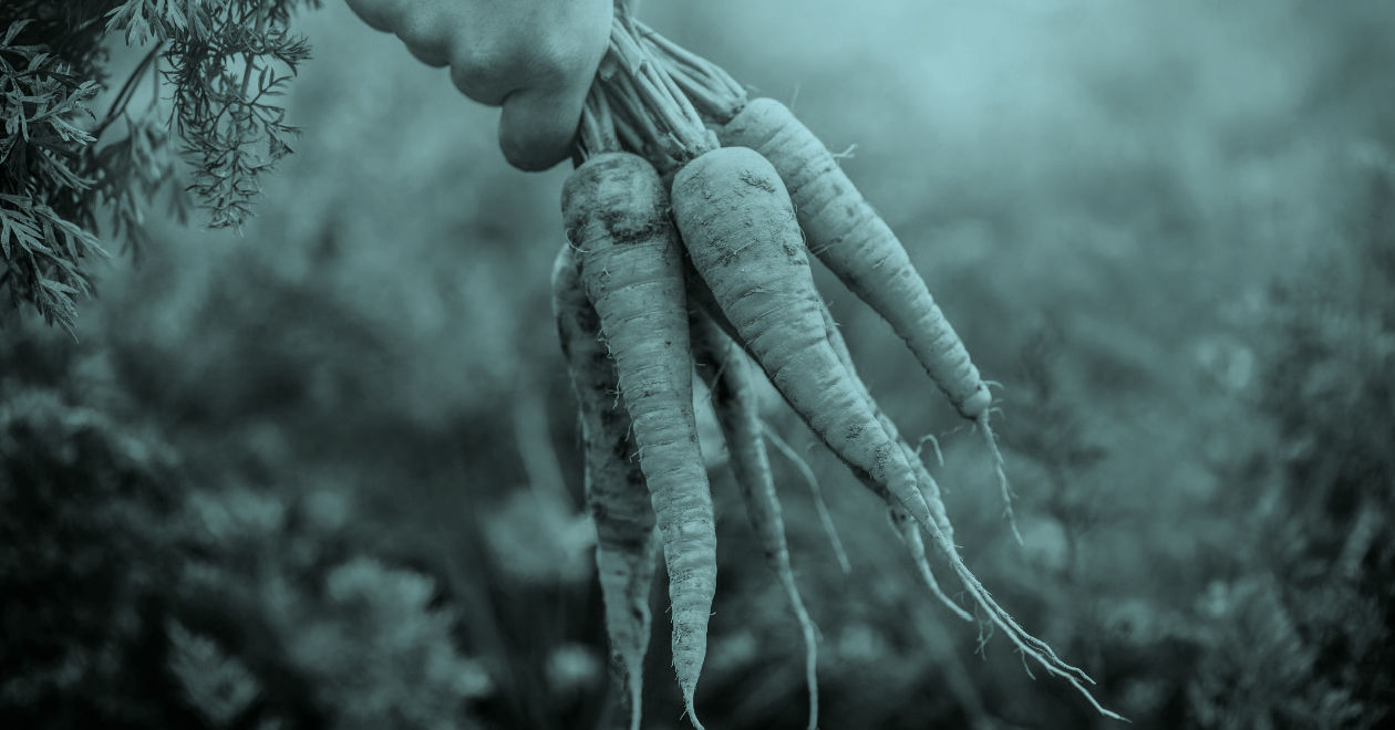 Farmer carrying root vegetables