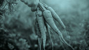 Farmer carrying root vegetables