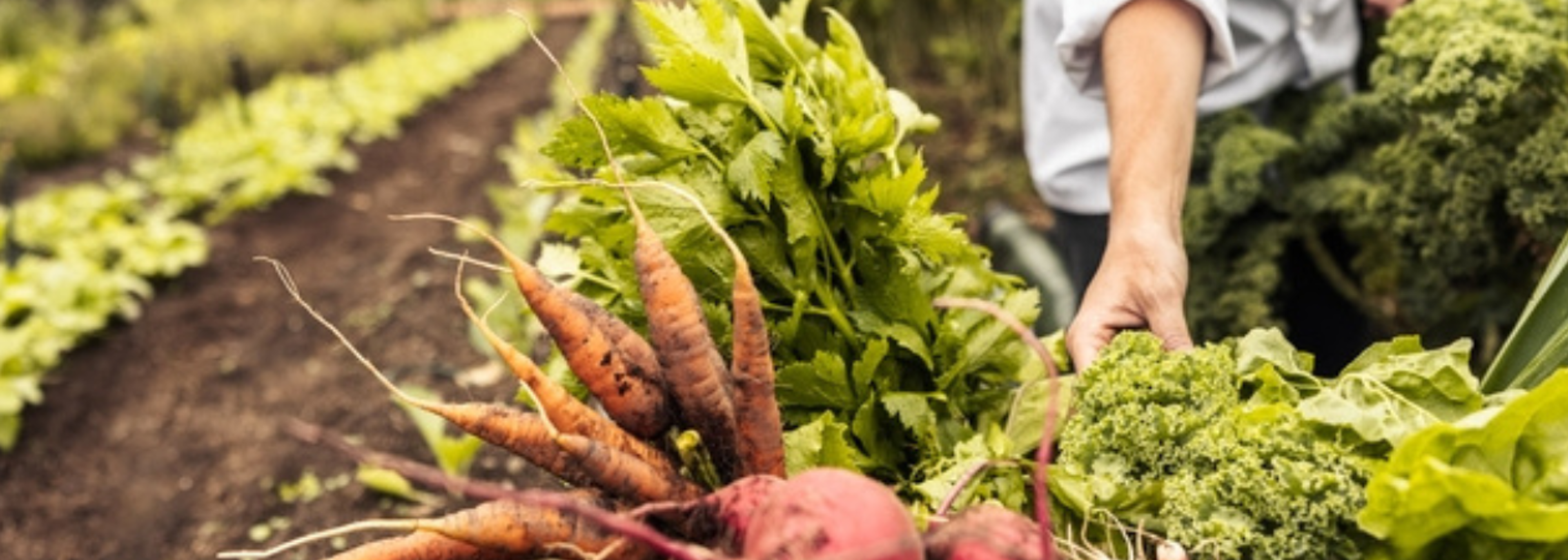 Food and agriculture should be at heart of tackling climate change
