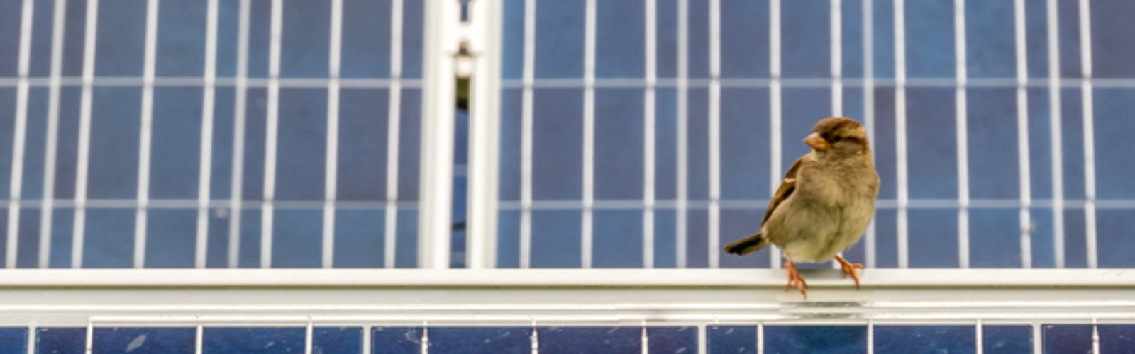 Bird on solar panel 
