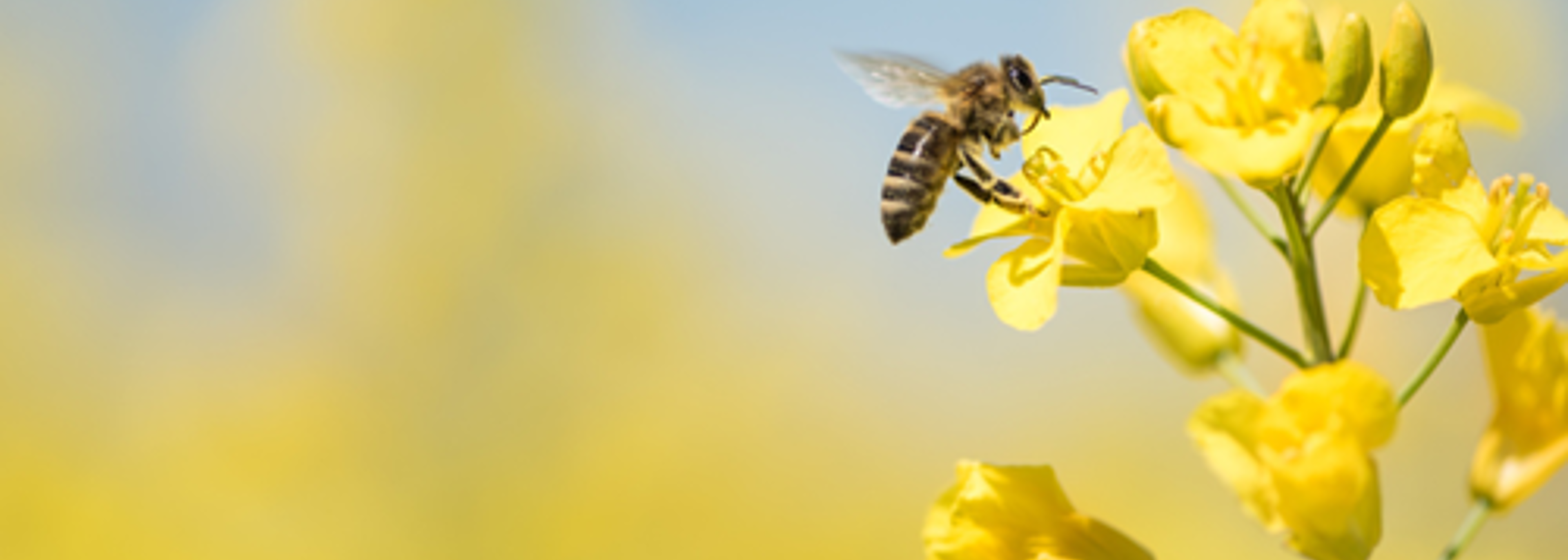 Action on air pollution “urgently” needed to ensure UK food security