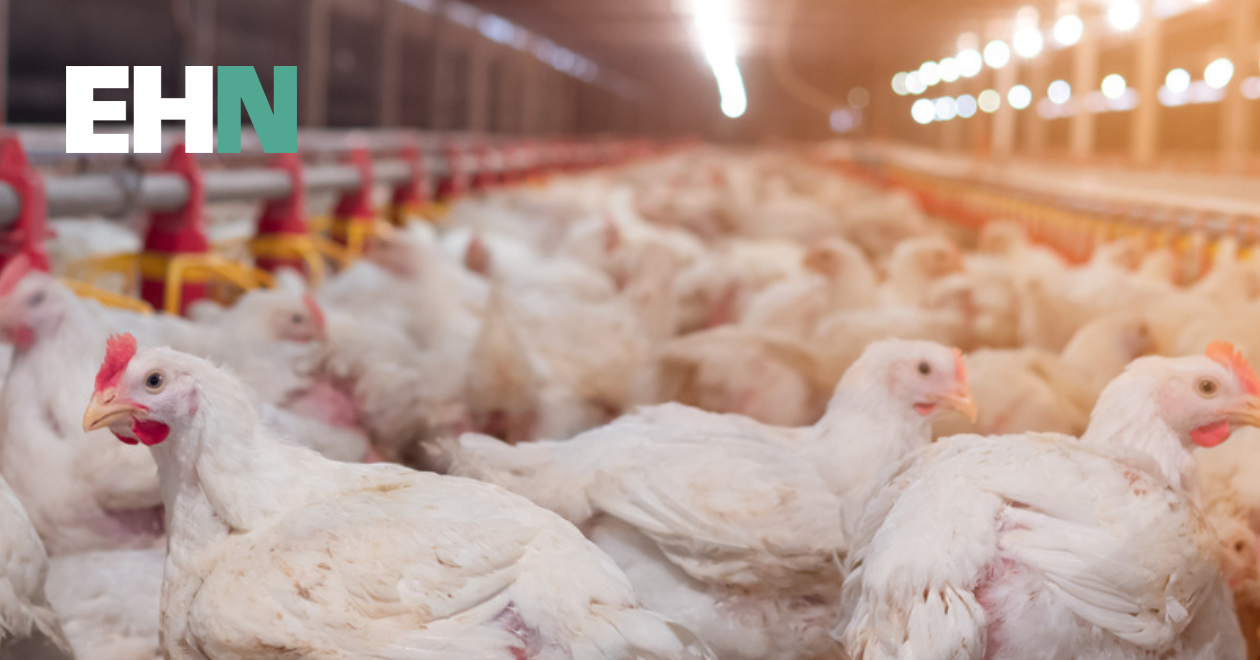 UK’s chicken megafarms are fuelling rise in ammonia emissions