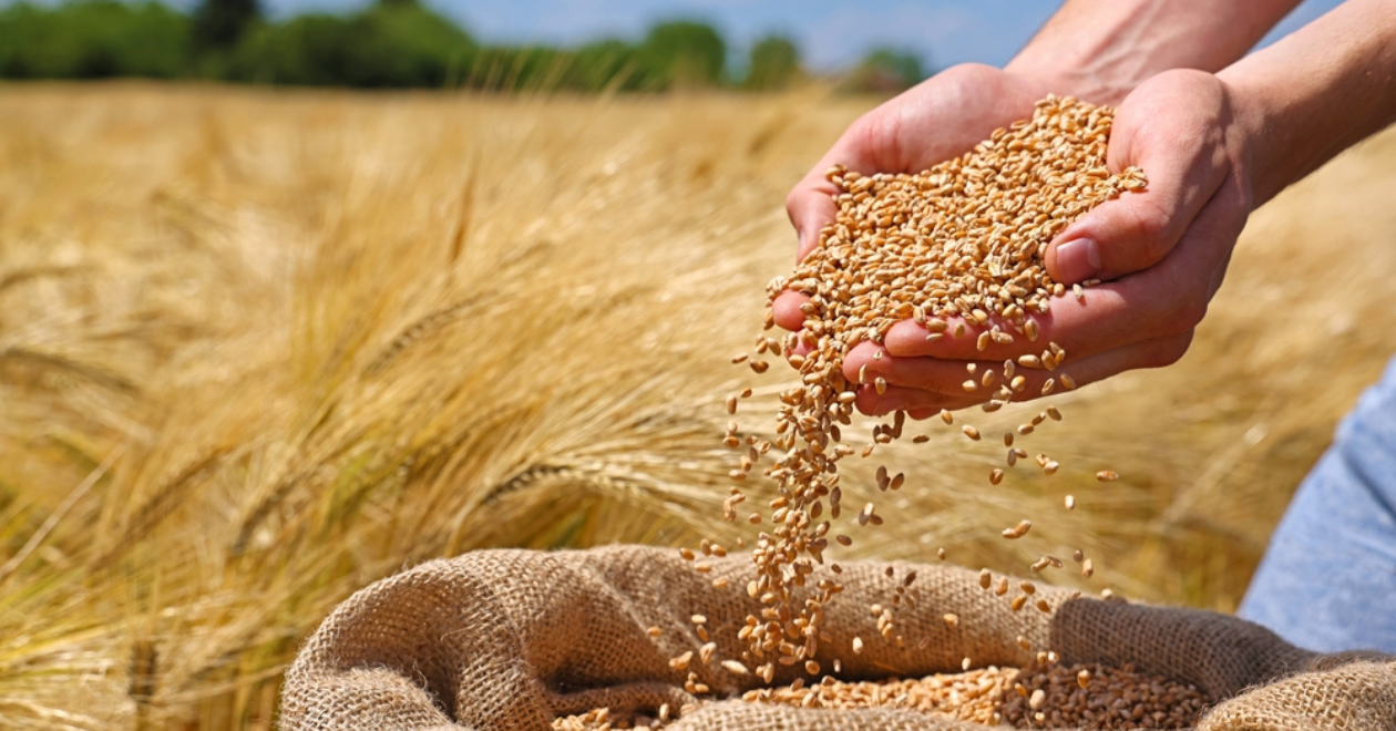 Person holding wheat grains in a wheat field