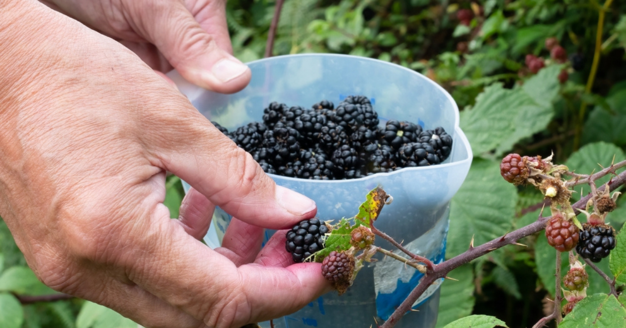 Bowl of freshly picked blackberries