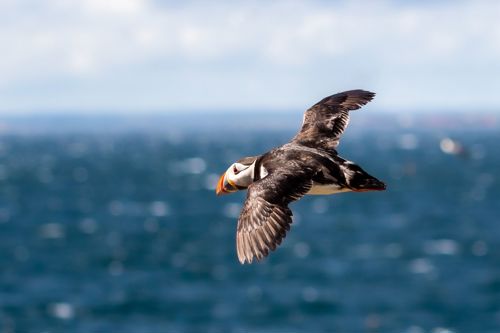 Fifth prize: A puffin in full flight taken by Tessa Blewchamp