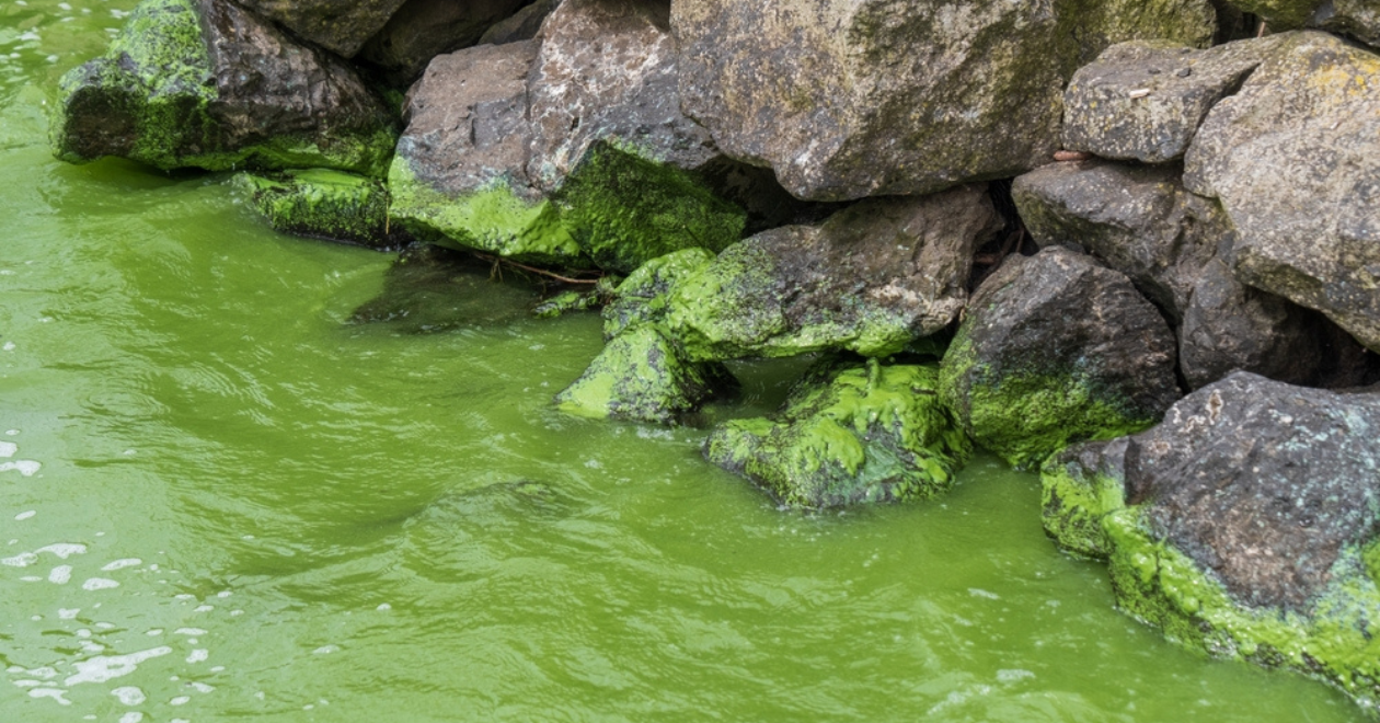 Toxic algae blooms staining shoreline rocks at Lough Neagh