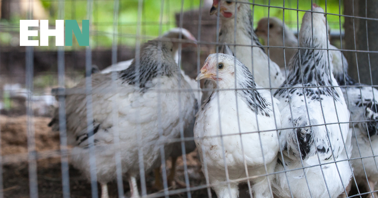 AIPZ in place across Great Britain due to bird flu outbreak