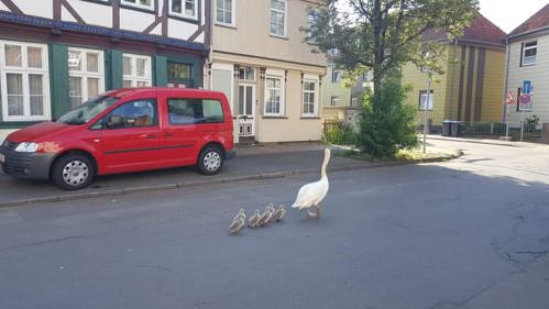 Fourth prize: A mother swan leading her cygnets down the middle of a suburban, road taken by Barbara Nelson