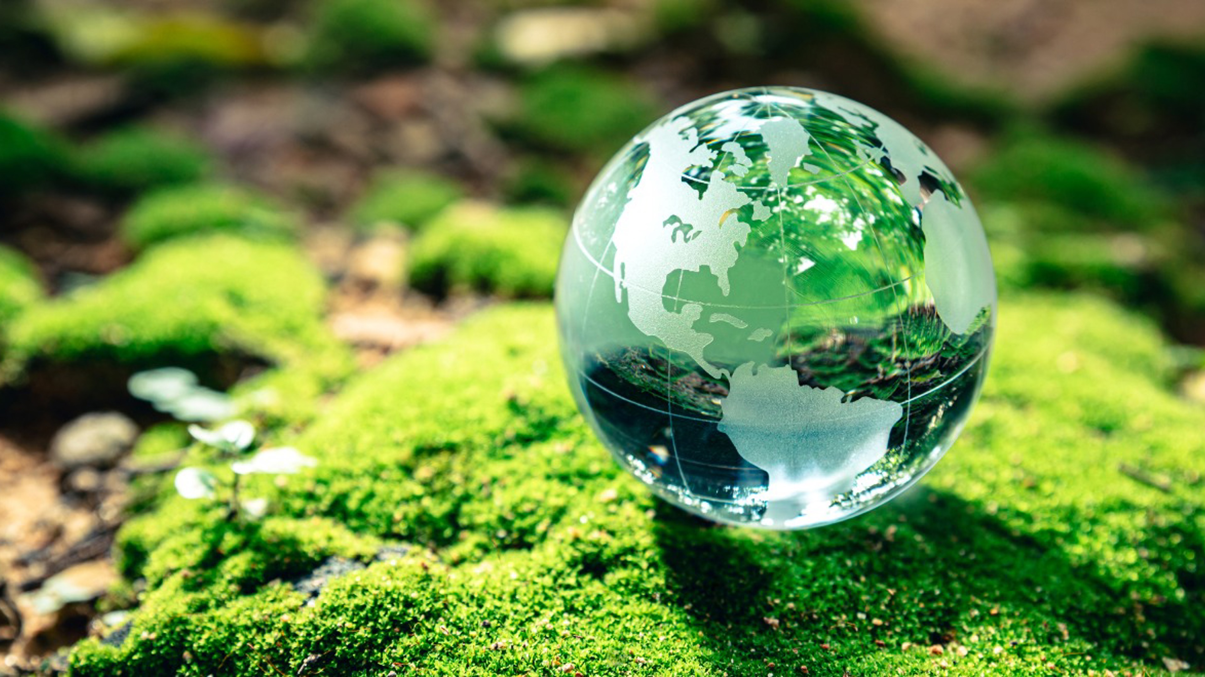 Environmental health: a global profession with a local impact